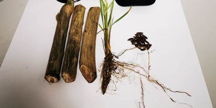 Sbarca da aereo con piante sconosciute, scatta sequestro