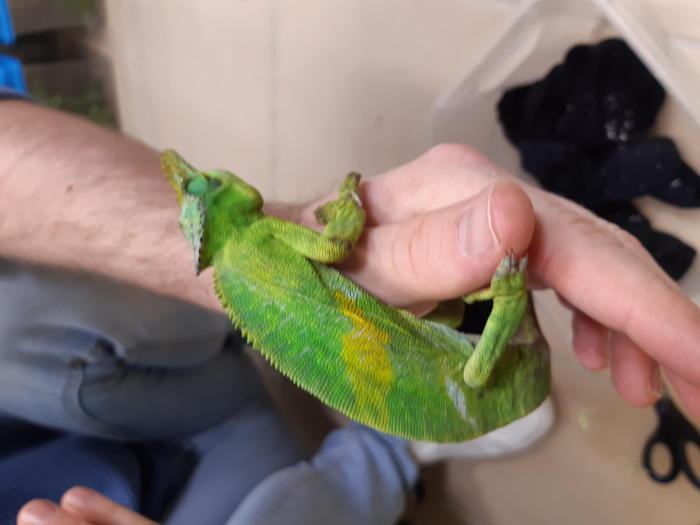 Scoperti 70 camaleonti in valigia all’aeroporto di Vienna