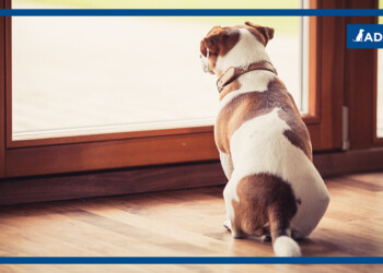 San Valentino, quando il cane è innamorato