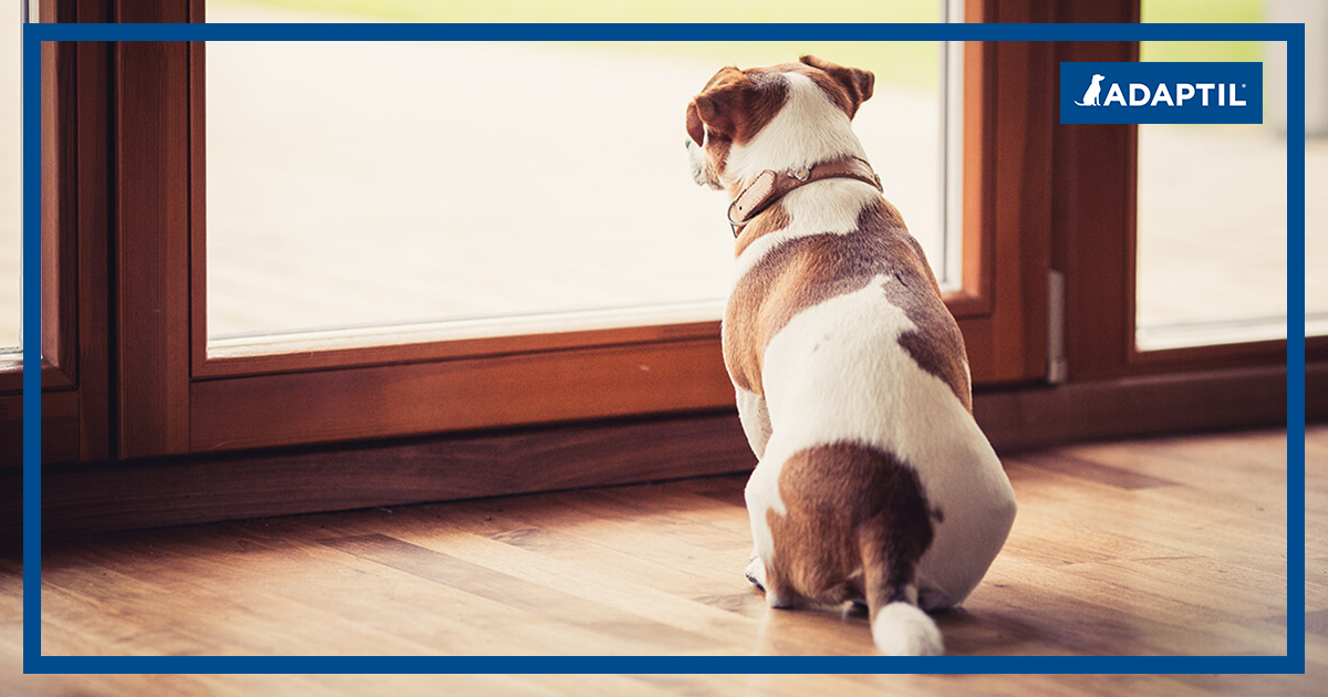 San Valentino, quando il cane è innamorato