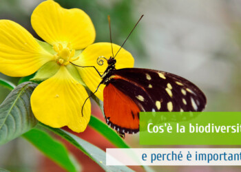 Slow Food Draghi in Senato: bene ambiente e biodiversità, ma diamo centralità al cibo per risolvere le crisi climatica e ambientale