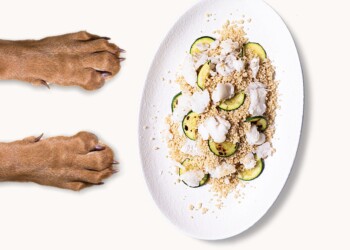 DOG DETOX DA CIBO INDUSTRIALE, ECCO I 5 SEGNALI DELL’ALIMENTAZIONE SBAGLIATA NEL CANE.