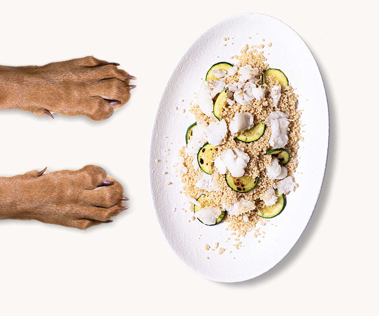 DOG DETOX DA CIBO INDUSTRIALE, ECCO I 5 SEGNALI DELL’ALIMENTAZIONE SBAGLIATA NEL CANE.