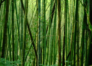 Forever Bambù lancia una challenge su AWorld per promuovere la tutela del nostro pianeta