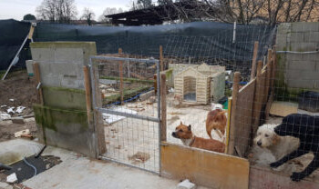 CASA DEGLI ORRORI SCOPERTA NEL MILANESE DALLE GUARDIE ZOOFILE DELL’OIPA. SEQUESTRATI OTTO CANI E TRE CONIGLI