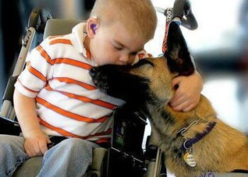 Lazio, Grippo: finalmente in commissione leggi disabilità-pet therapy