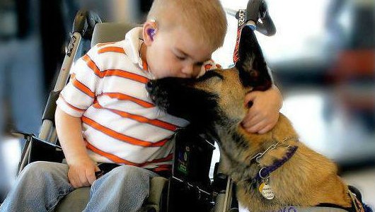 Lazio, Grippo: finalmente in commissione leggi disabilità-pet therapy