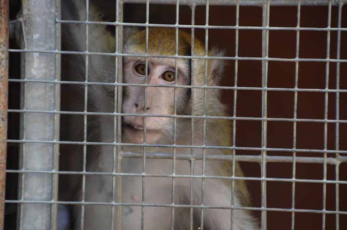 Consiglio Stato. ‘Non ci sono alternative a test su macachi’