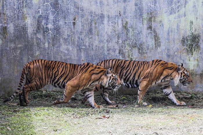 Covid: Usa, due tigri di Sumatra infette in zoo Indiana