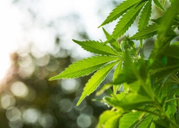 I ricavi di Canopy Growth sono migliori del previsto nel Q3