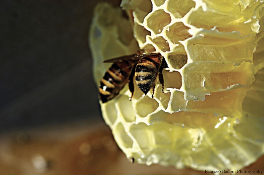 La mostra “LA VIA DELLE API” al MUSEO CIVICO DI ZOOLOGIA