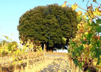 Intervista a Giorgio Calcaterra: “Correrò alla EcoMaratona del Chianti Classico il 17 ottobre”