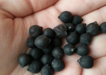 Dalla Puglia un nuovo Presidio Slow Food: i ceci lisci di Cassano delle Murge