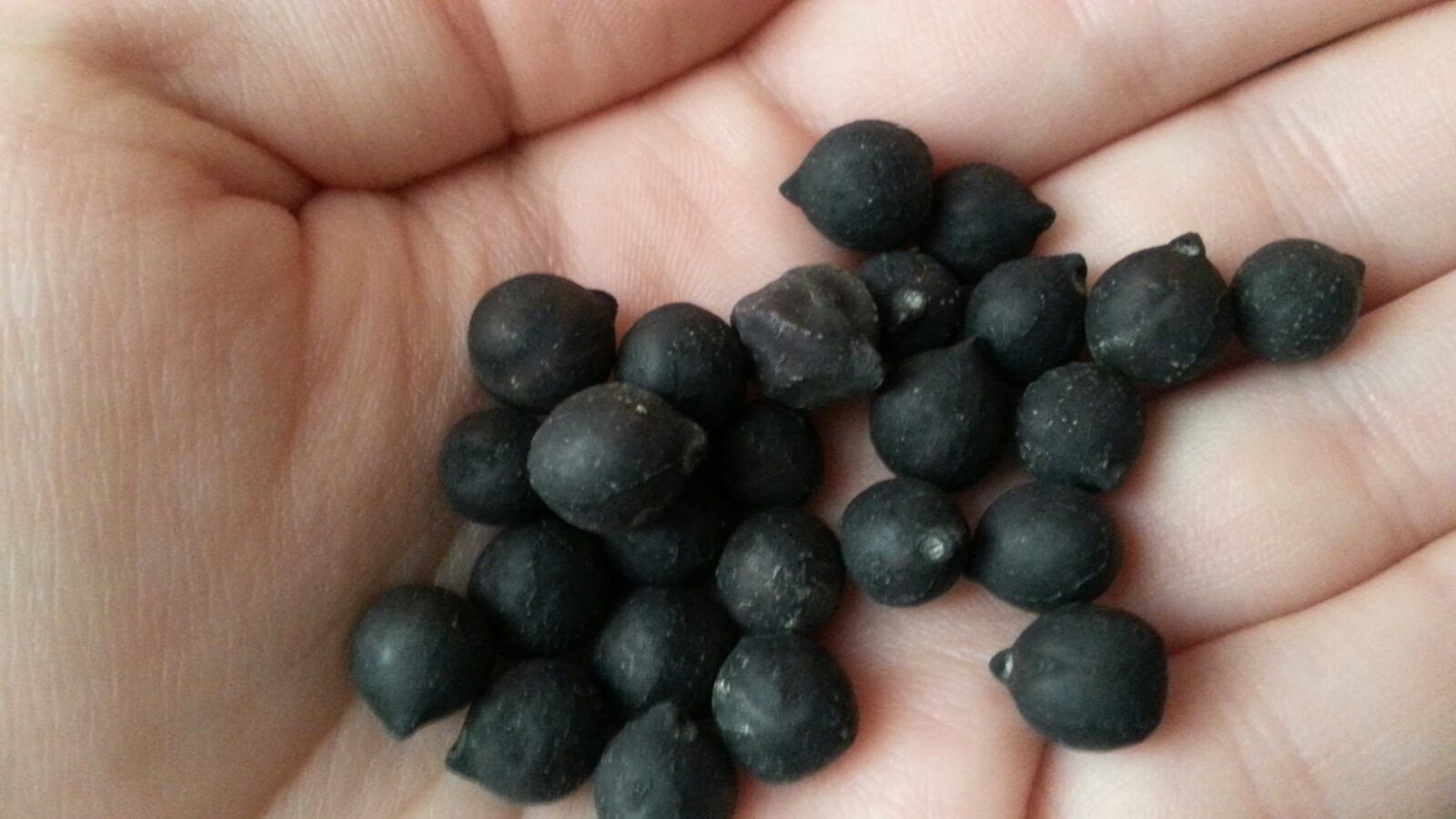 Dalla Puglia un nuovo Presidio Slow Food: i ceci lisci di Cassano delle Murge