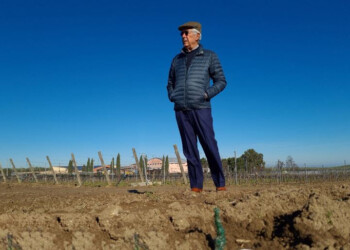 Vino: in Puglia rubate 35.000 barbatelle alla Cantina Rivera