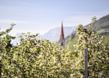 La “Festa della Fioritura” e le “Settimane gastronomiche delle erbe selvatiche” si fondono: nasce “Lana in fiore”