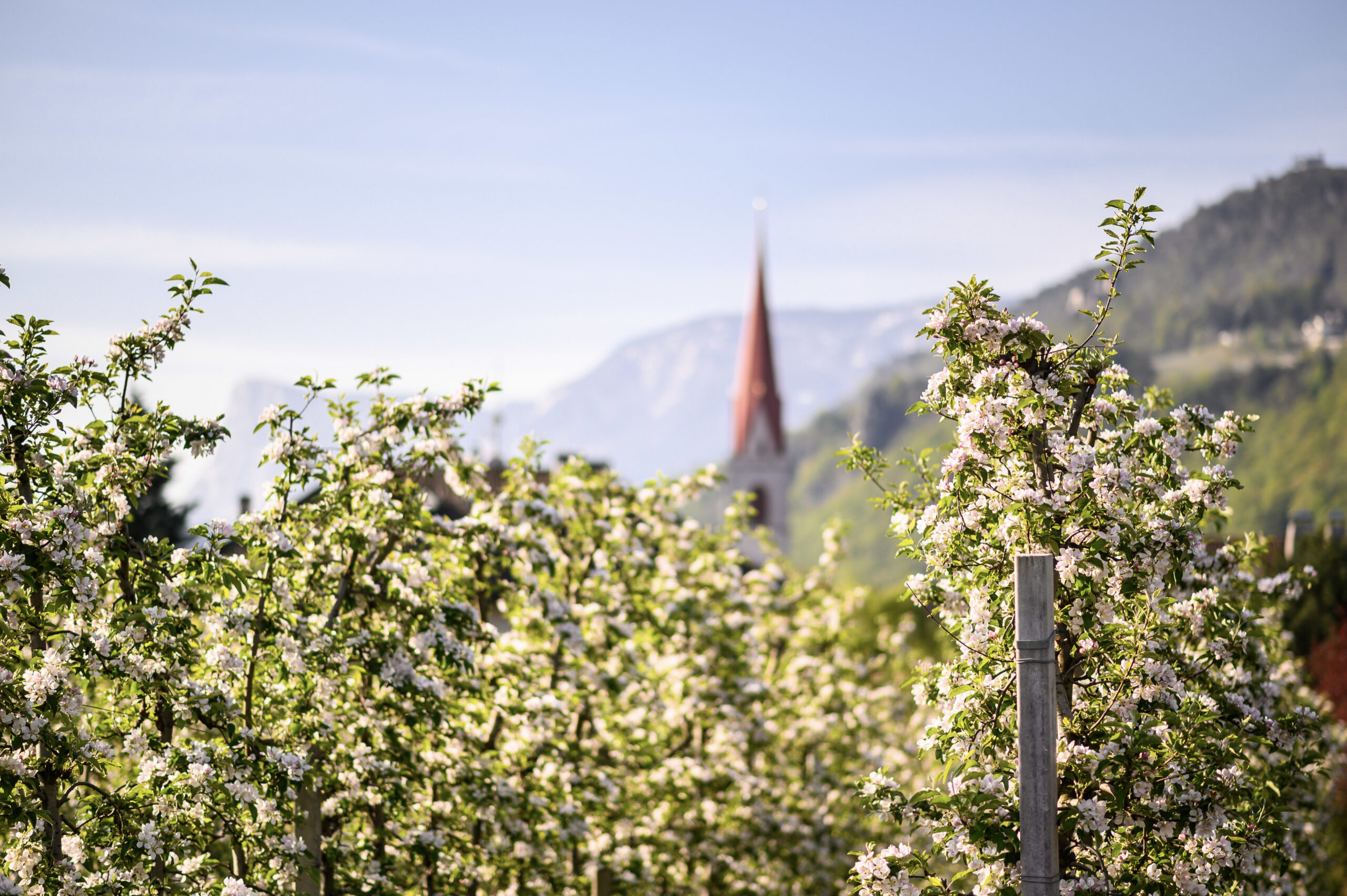 La “Festa della Fioritura” e le “Settimane gastronomiche delle erbe selvatiche” si fondono: nasce “Lana in fiore”
