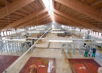 Pro Caseus, come produrre un formaggio migliore? Te lo dice un chip