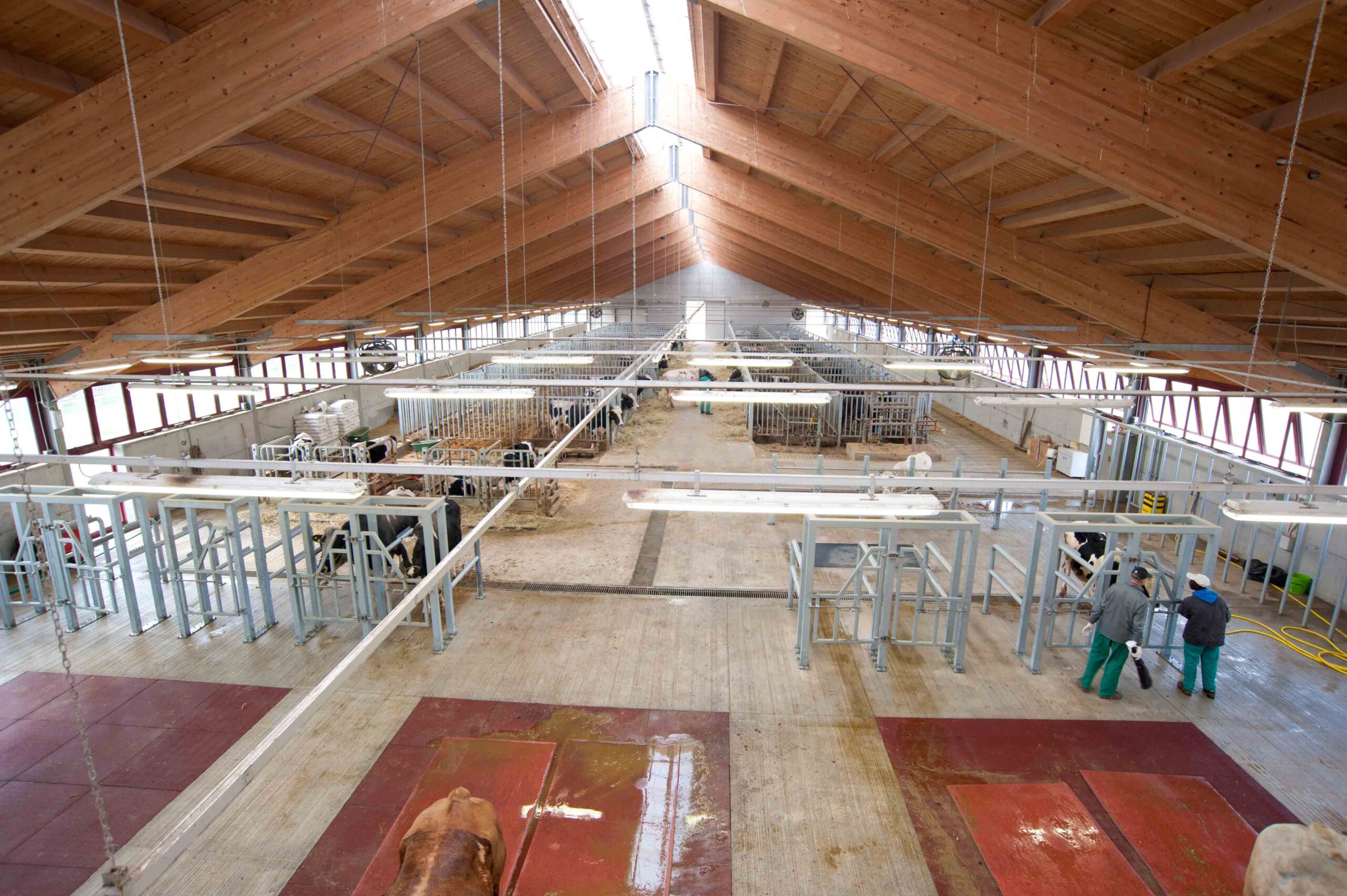 Pro Caseus, come produrre un formaggio migliore? Te lo dice un chip