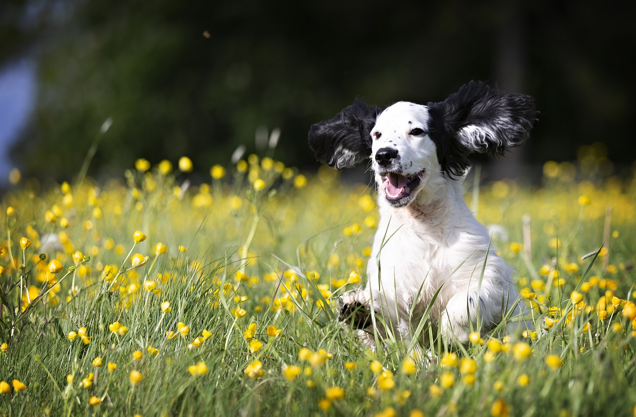 PRIMAVERA (e PASQUA), I PERICOLI PER I CANI ATTENZIONE A CIOCCOLATO DELLE UOVA, PARASSITI, FIORI NOCIVI E…FUGHE D’AMORE!