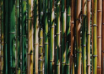 In Toscana in arrivo il più grande bambuseto d’Italia (103 ettari di bambù gigante)