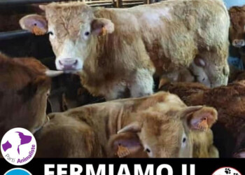 Nave con 1800 ferma sulle coste italiane, i Partiti Animalisti d’Europa chiedono l’intervento urgente di Governo e Commissione Europea