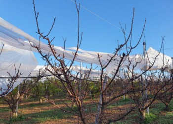 Il vento e la grandine danneggiano le coperture nei vigneti pugliesi, ma non solo
