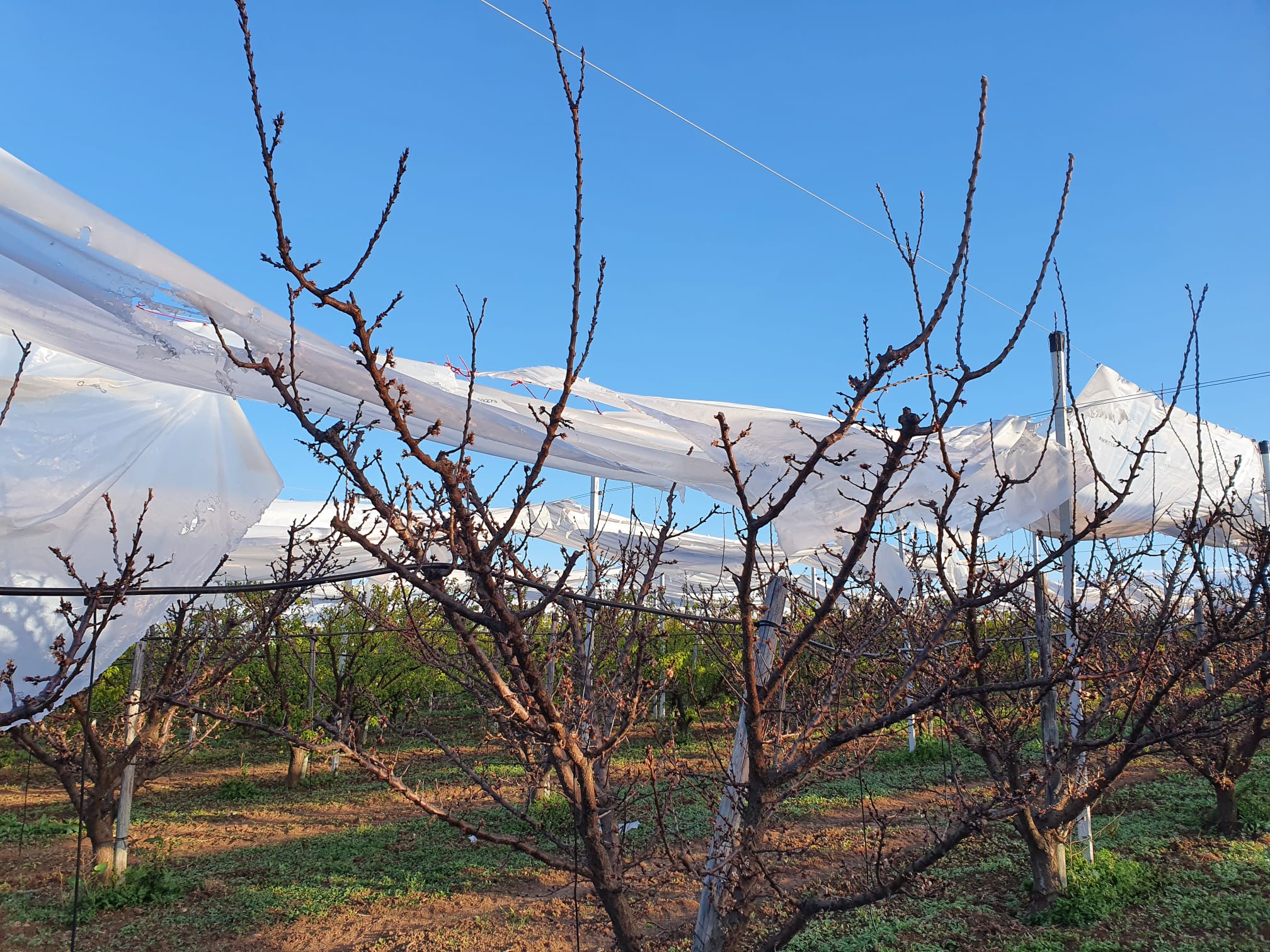 Il vento e la grandine danneggiano le coperture nei vigneti pugliesi, ma non solo