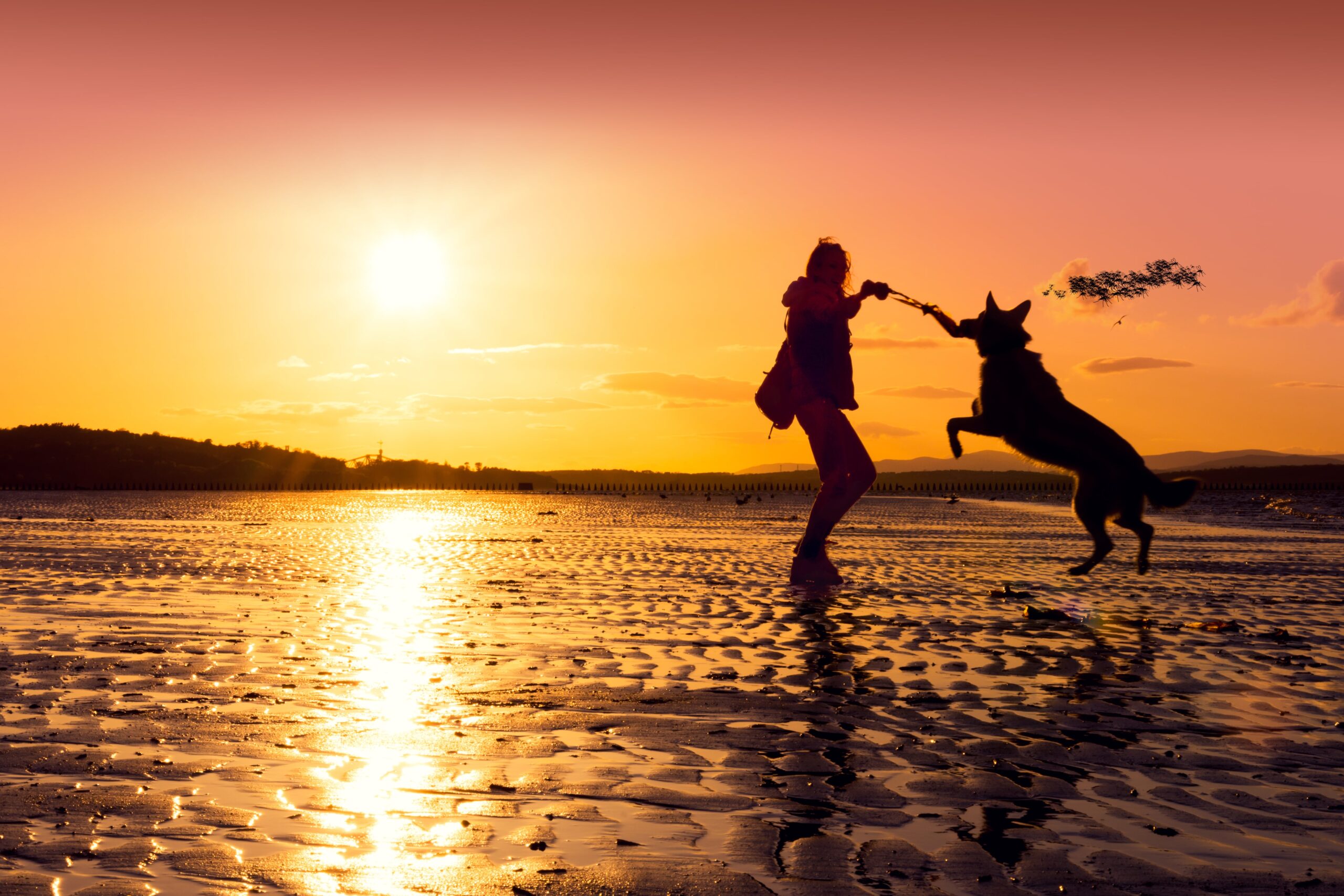 Leishmania, conosciamola meglio: tutto quello che c’è da sapere per proteggere il nostro amico a quattro zampe