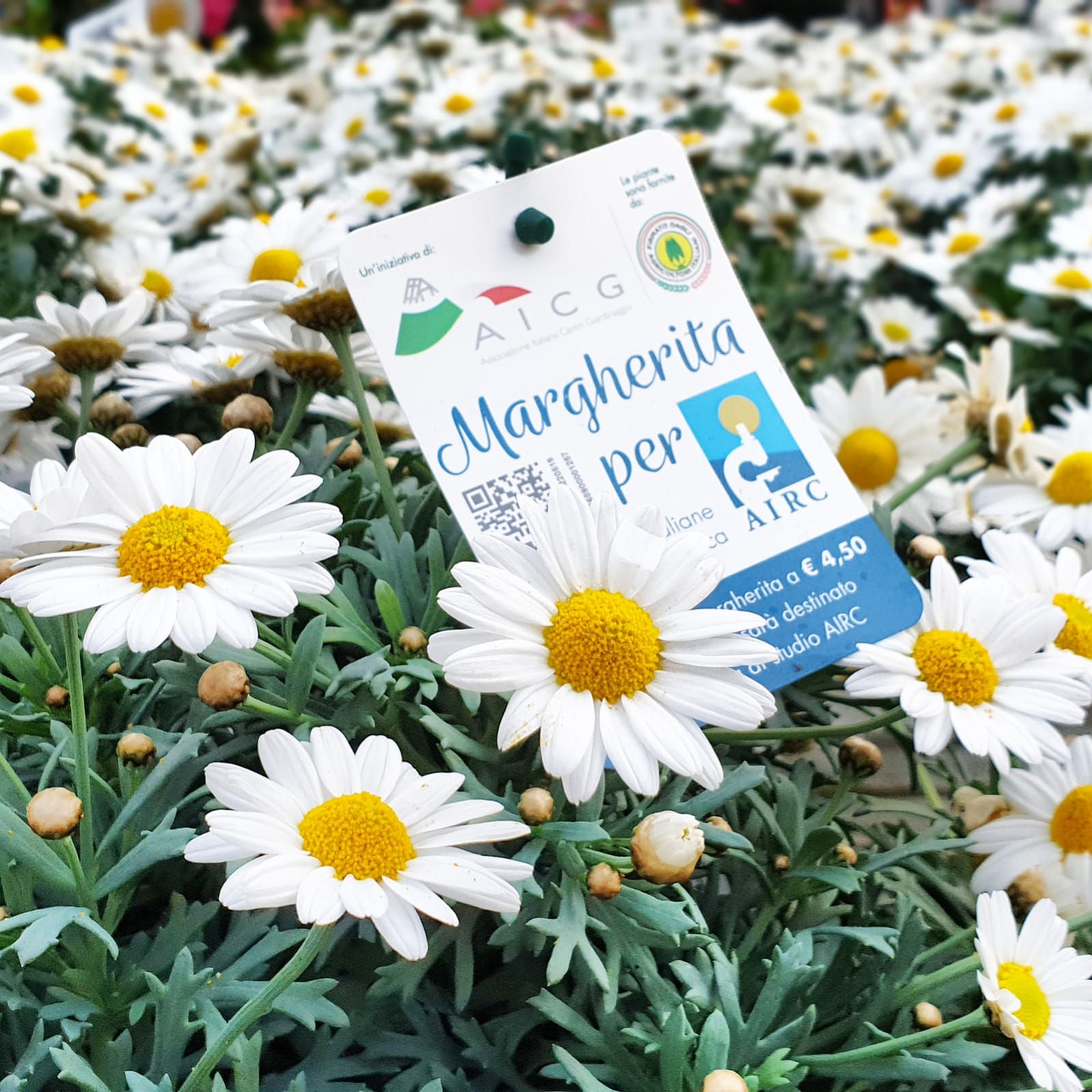 Per l’ottavo anno consecutivo AICG sostiene AIRC e la ricerca sul cancro con la margherita solidale italiana 100%