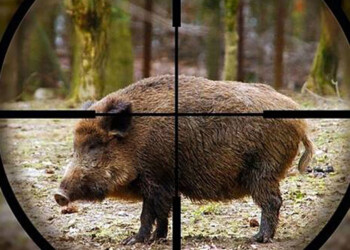 ROMA, ALL’ASTA I CINGHIALI CATTURATI NELLE RISERVE. OIPA «GLI ANIMALI SONO ESSERI SENZIENTI»