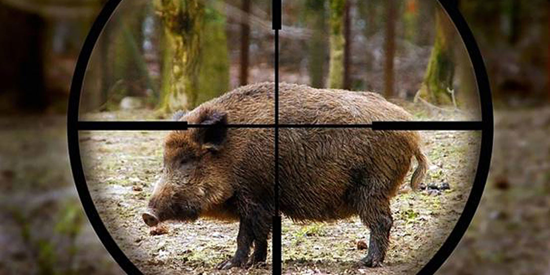 ROMA, ALL’ASTA I CINGHIALI CATTURATI NELLE RISERVE. OIPA «GLI ANIMALI SONO ESSERI SENZIENTI»