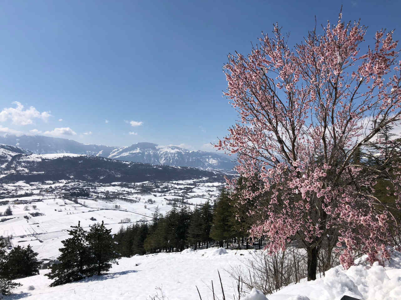 Neve e gelate marzoline sugli alberi in fiore