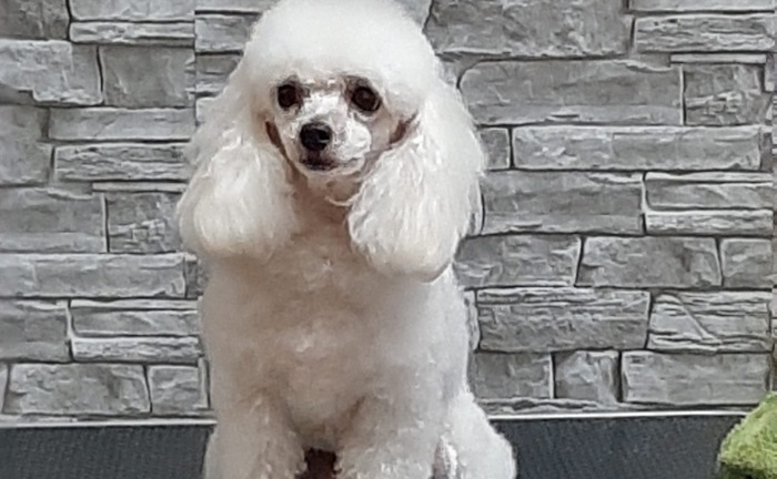 Diploma per Glicy, primo cane allerta-diabiete in Sardegna