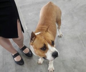 TAGLIA LE ORECCHIE AL CANE, PATTEGGIA CONDANNA A 4 MESI DI RECLUSIONE – OPERAZIONE “DIRTY BEAUTY” DELL’OIPA IN TUTTA ITALIA