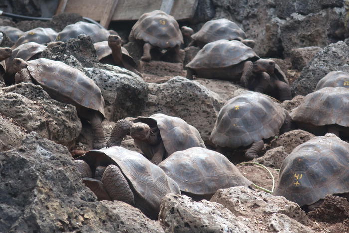 Galapagos, sequestrate 185 tartarughe appena nate