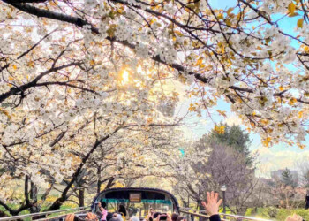Grande spettacolo a Tokyo. Esplosione di colori, i più belli al mondo