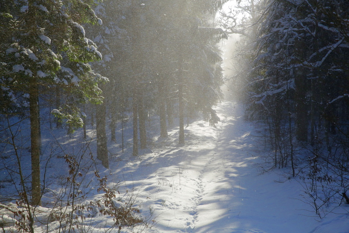 La Polonia riprenderà a disboscare una foresta primordiale