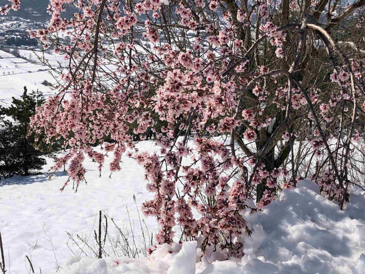 Il ritorno d'inverno è avvenuto su fioriture già avanzate