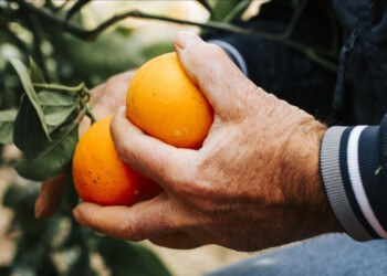 Arancia Rossa di Sicilia IGP, annata straordinaria per qualità, ma il mercato registra una forte crisi a causa del calo di domanda del canale HoReCa