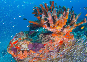 SEYCHELLES: ATTIVITÀ ESCLUSIVE A CONTATTO CON LA NATURA