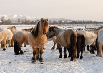 Virus intrappolati nel permafrost: ecco perché li stiamo cercando