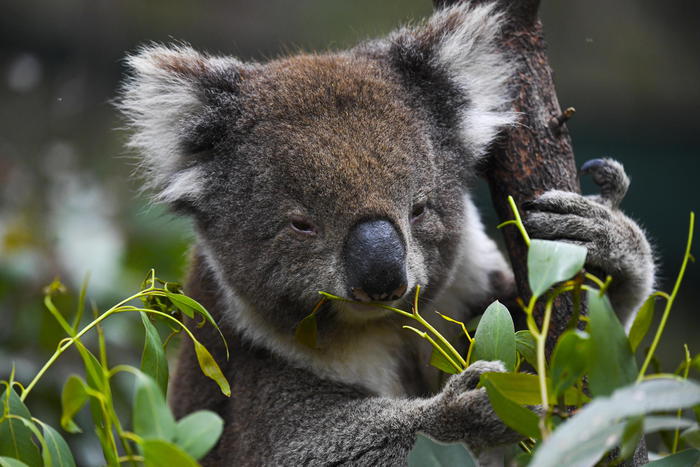 Vive in Giappone il koala in cattività più anziano di sempre