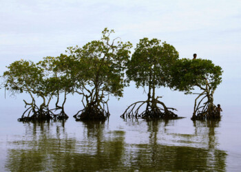 51ESIMA GIORNATA DELLA TERRA: Evento on line per le scuole medie
