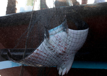 GREENPEACE: MURI DELLA MORTE, UN RAPPORTO DENUNCIA COME PRATICHE DI PESCA DISTRUTTIVE MINACCINO L’OCEANO INDIANO