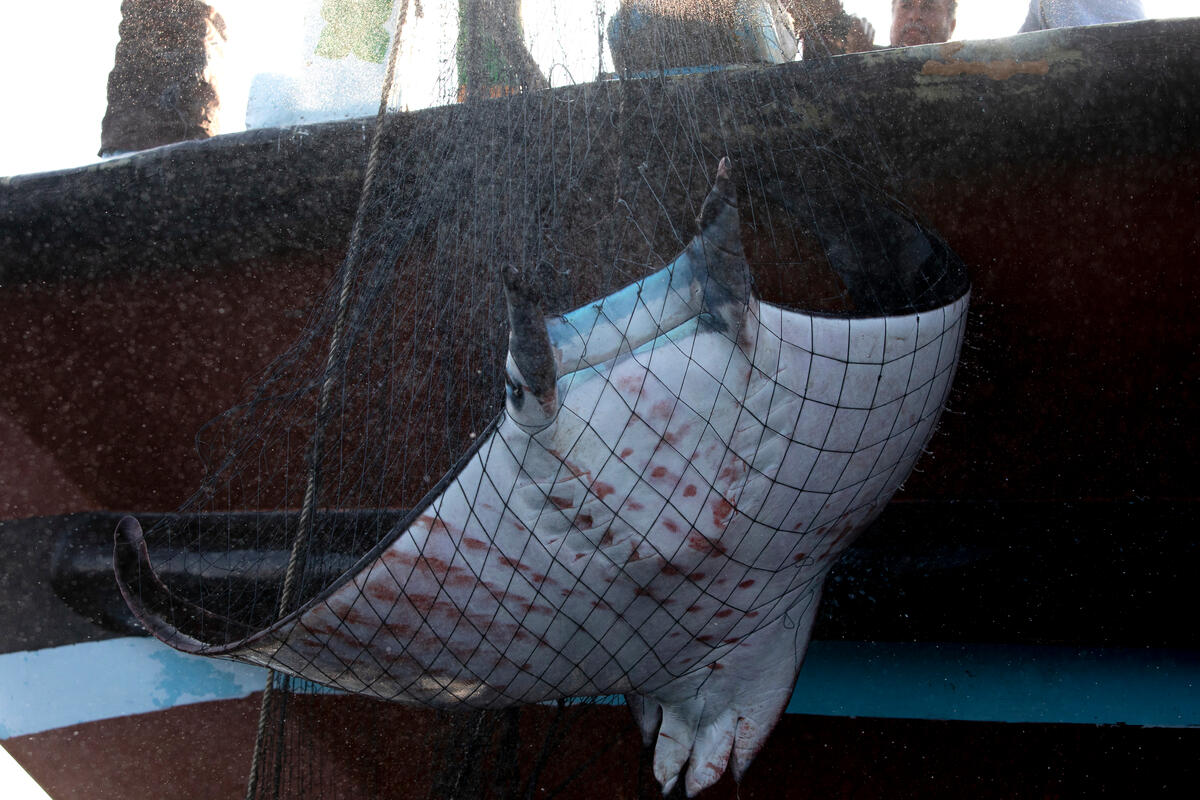 GREENPEACE: MURI DELLA MORTE, UN RAPPORTO DENUNCIA COME PRATICHE DI PESCA DISTRUTTIVE MINACCINO L’OCEANO INDIANO