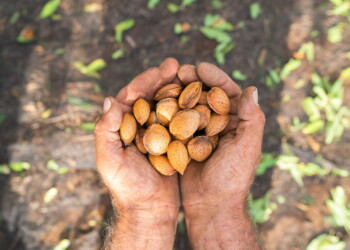 Filiere sostenibili locali per mandorle, nocciole e noci
