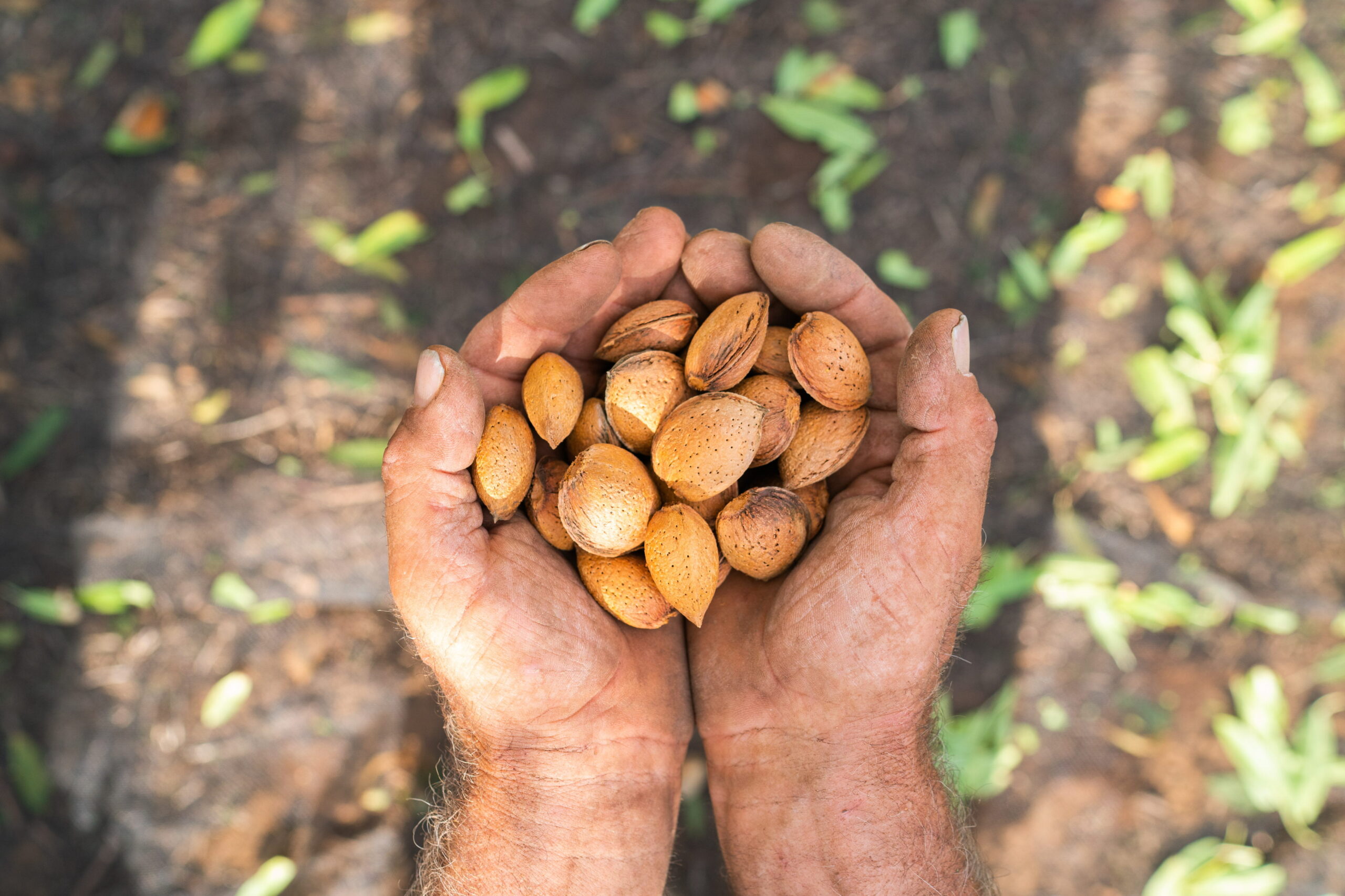 Filiere sostenibili locali per mandorle, nocciole e noci