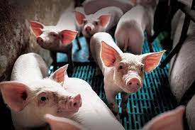 PFAS NEGLI ALIMENTI: IL TAR DEL VENETO DÀ RAGIONE ALLE MAMME NO PFAS E A GREENPEACE