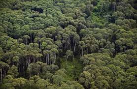 Amazzonia: Bolsonaro a Ue, quanto ha preservato sue foreste?